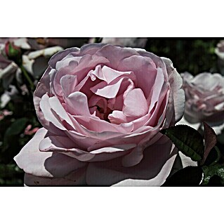 Strauchrose (Rosa 'Synactif by Shiseido'  -R-, Topfvolumen: 5,5 l, Mauve)