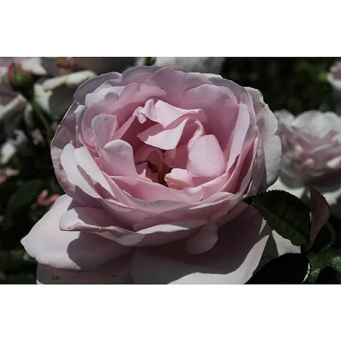 Strauchrose - Rosa 'Synactif by Shiseido' -R-, Topfvolumen: 5,5 l, Mauve - Nahaufnahme einer zarten, hellrosa Rose mit weichen Blütenblättern und einem Hauch von Eleganz, die die Schönheit der Natur einfängt.