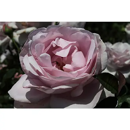 Strauchrose