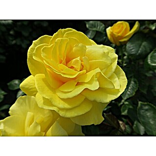 Beetrose (Rosa 'Friesia'  -R-, Leuchtend Gelb)