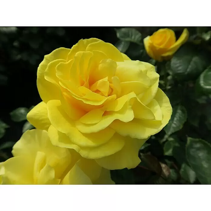 Beetrose - Rosa 'Friesia' ®, Goldgelb - Leuchtend gelbe Rose in voller Blüte.