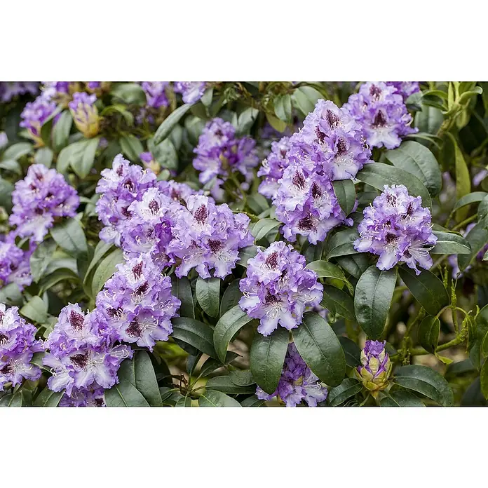 Piardino Rhododendron - Rhododendron 'INKARHO® Lila', Topfgröße: 23 cm - Detailaufnahme von Lavendel-Rhododendronblüten. Die Blüten sind lila mit weißen Rändern und dunklen Akzenten, umgeben von grünen Blättern.