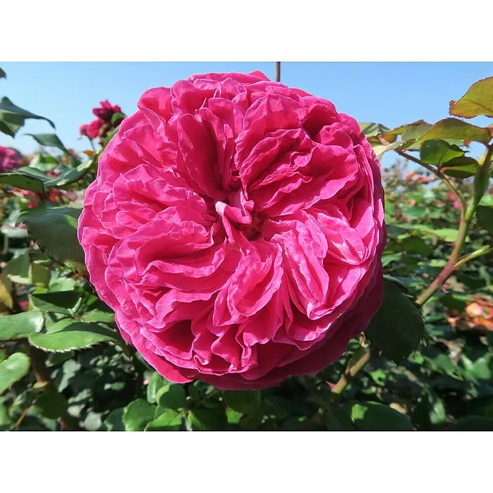 Beetrose - Rosa 'Freifrau Caroline' ® ADR, Pink/Violett - Nahaufnahme einer üppigen, pinkfarbenen Rose, die ihre dichten, gewellten Blütenblätter und die lebhaften Farben der Blüte zeigt, umgeben von grünen Blättern.