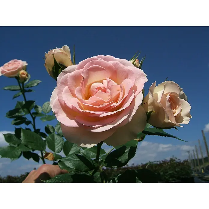 Beetrose - Rosa 'Garden of Roses' ® ADR, Creme-Pastellrosa - Nahaufnahme einer zarten rosa Rose mit grünen Blättern, die ihre sanfte Schönheit vor einem strahlend blauen Himmel präsentiert.