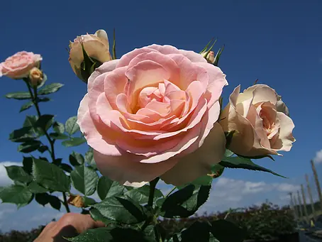 Beetrose - Rosa 'Garden of Roses'  ADR, Creme-Pastellrosa online kaufen  bei BAUHAUS