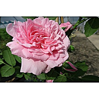 Kletterrose (Rosa 'Sweet Laguna'  -R-, Hellrosa)