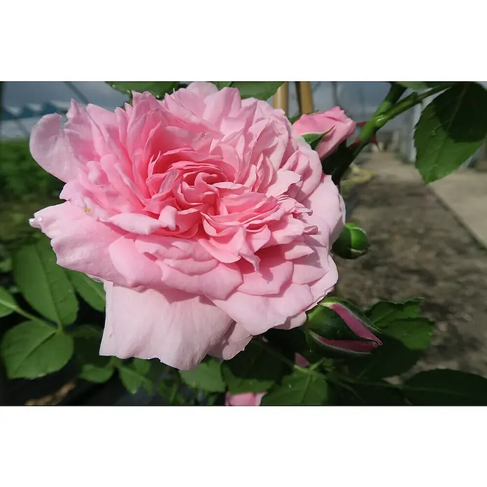 Kletterrose - Rosa 'Sweet Laguna' -R-, Hellrosa - Nahaufnahme einer zarten, hellrosa Rose in voller Blüte, umgeben von grünen Blättern und Knospen.