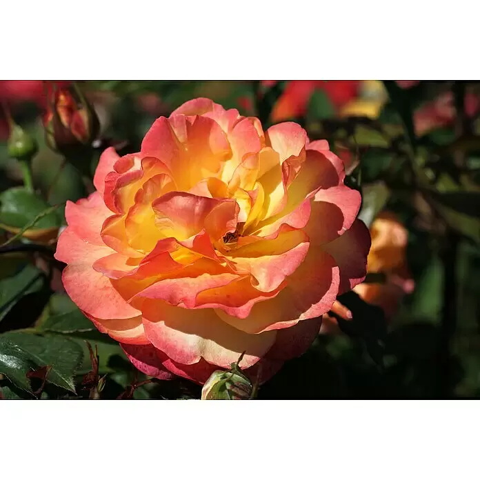Edelrose - Rosa 'Flaming Star' ®, Gelb/Rosa-rot - Eine lebendige Rose mit gelb-orange-rosa Blütenblättern, blühend inmitten grüner Blätter und unscharfer Rosenknospen.