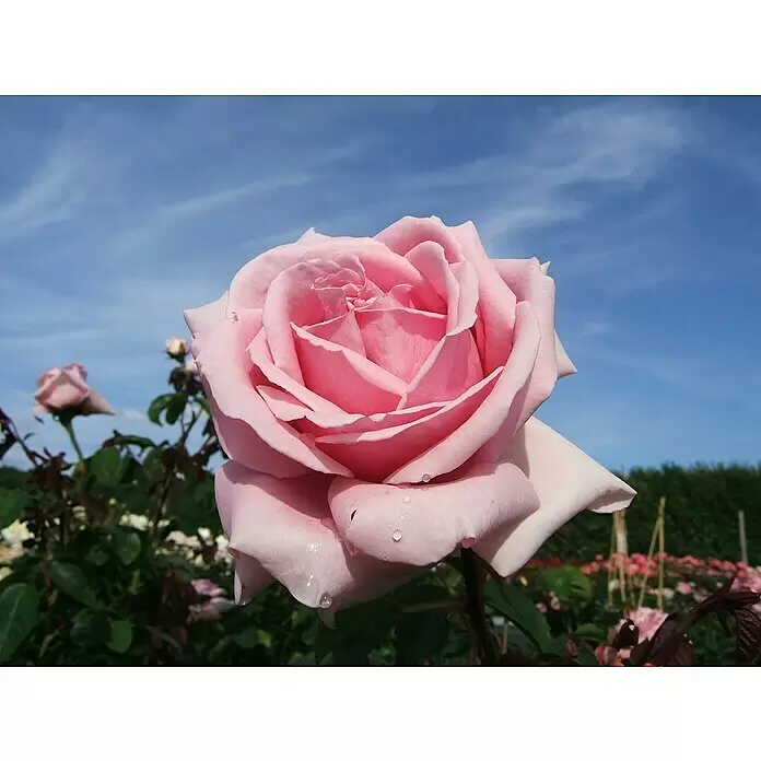 Edelrose - Rosa 'Frederic Mistral' ®, Hellrosa - Stimmungsaufnahme