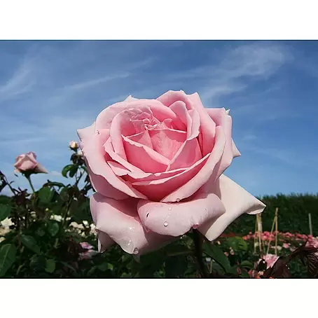 Edelrose