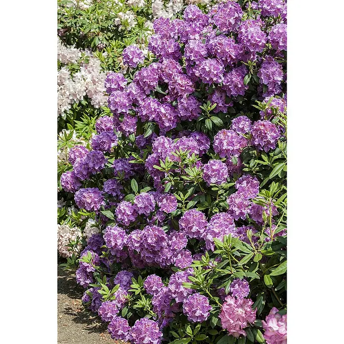 Piardino Rhododendron - Rhododendron 'INKARHO® Lila', Topfgröße: 23 cm - Üppiger Rhododendronbusch mit violetten Blüten, der eine farbenfrohe und einladende Atmosphäre im Garten schafft.