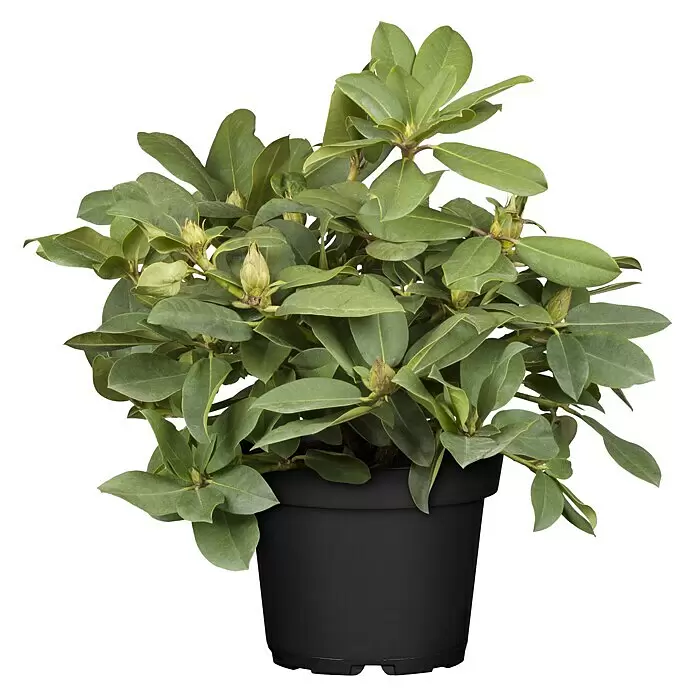Piardino Rhododendron - Rhododendron 'INKARHO® Rosa', Topfgröße: 23 cm - Vorderansicht