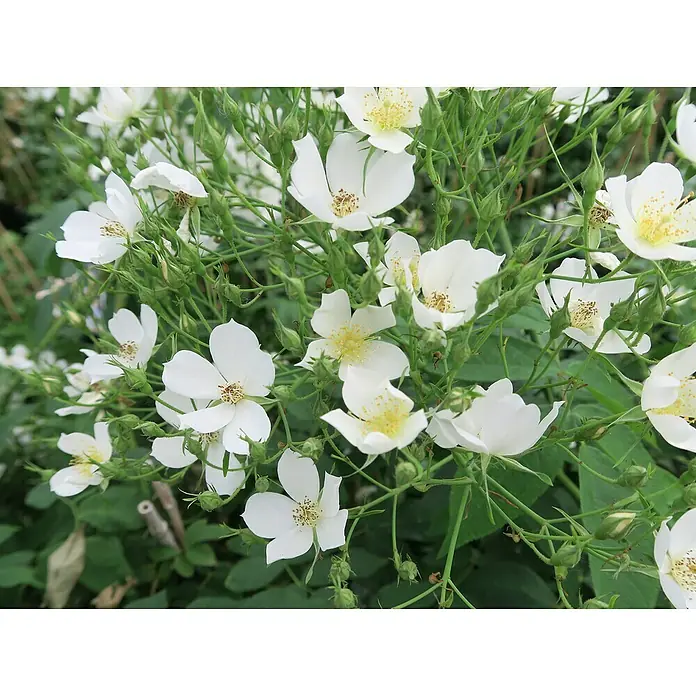Kletterrose - Rosa 'Filipes Kiftsgate', Weiß - Nahaufnahme einer Gruppe von weißen Wildrosenblüten mit gelben Staubgefäßen und grünen Knospen, die in einem Garten wachsen.