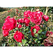 Bodendeckerrose (Rosa 'Gärtnerfreude' -R-, Topfvolumen: 4,5 l, Himbeerrot) | BAUHAUS