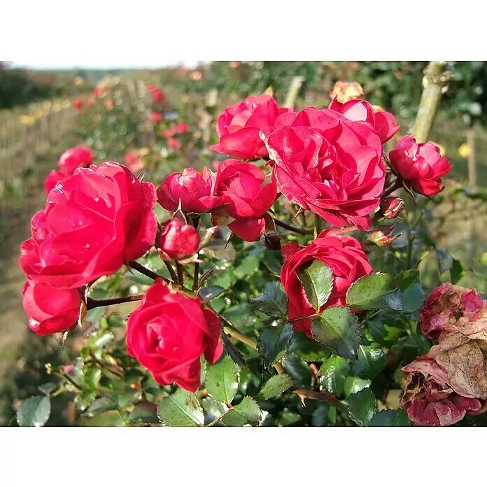 Bodendeckerrose - Rosa 'Gärtnerfreude' -R-, Topfvolumen: 4,5 l, Himbeerrot - Stimmungsaufnahme