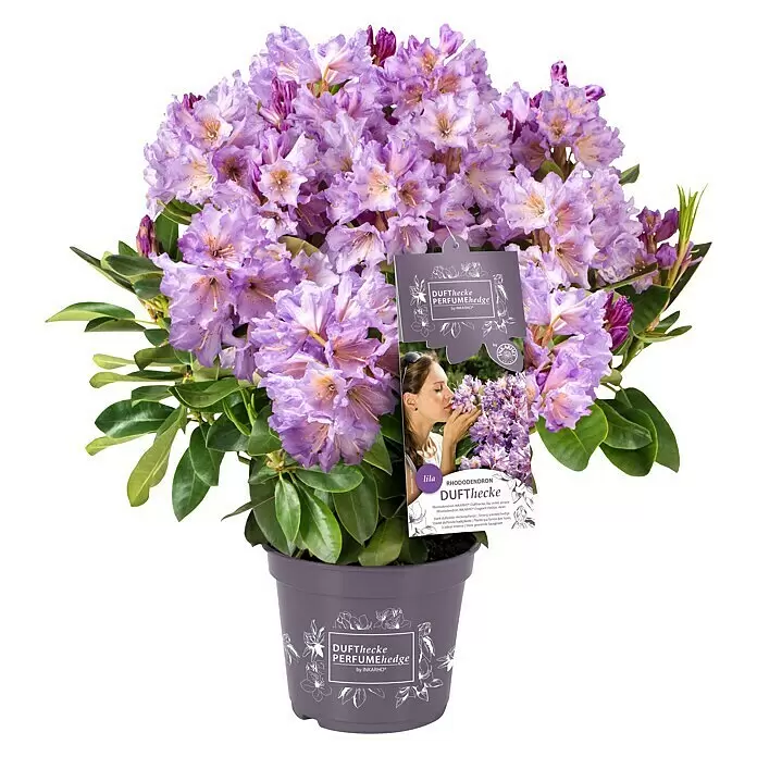 Piardino Rhododendron - Rhododendron 'INKARHO® Lila', Topfgröße: 23 cm - Vorderansicht