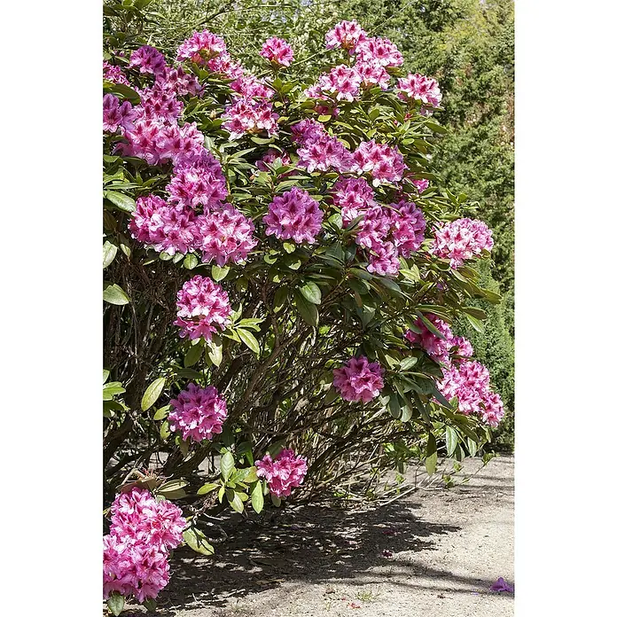 Piardino RhododendronRhododendron 'INKARHO® Rosa', Topfgröße: 23 cm - Ein üppiger Rhododendronstrauch mit leuchtend pinkfarbenen Blüten, der eine malerische Szene im Garten schafft.