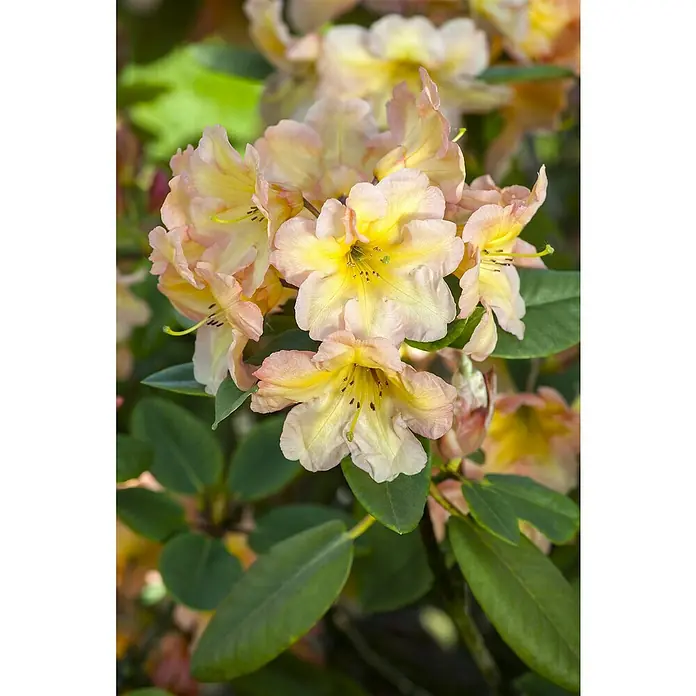 Piardino Rhododendron - Rhododendron 'INKARHO® Gelb', Topfgröße: 23 cm, Blütenfarbe: Gelb - Nahaufnahme von Rhododendronblüten in Gelb- und Rosatönen, die eine zarte Schönheit und filigrane Details der Blütenblätter zeigen.