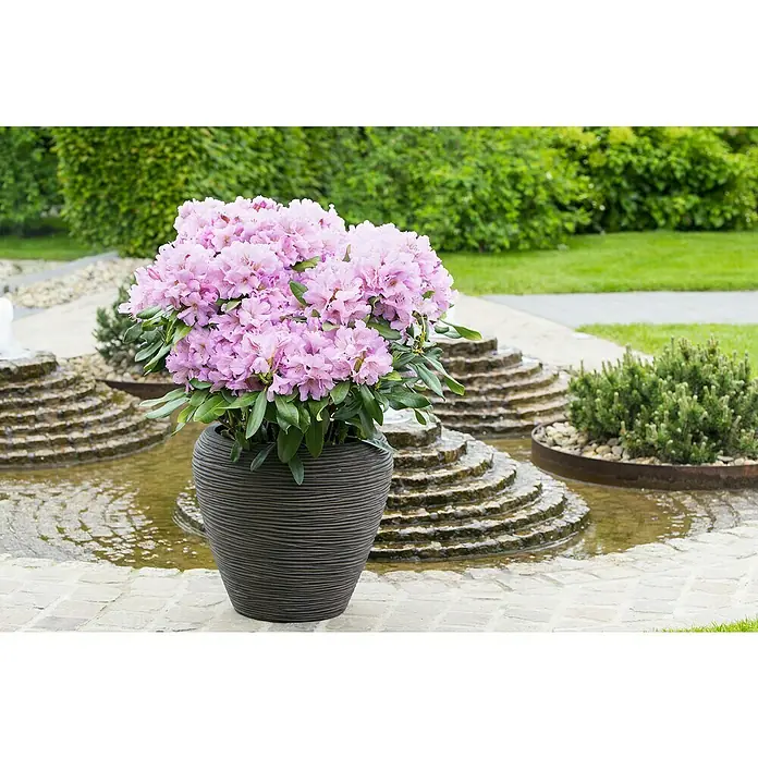 Piardino RhododendronRhododendron 'INKARHO® Rosa', Topfgröße: 23 cm - Nahaufnahme einer üppigen rosa Rhododendronblüte in einem dekorativen Topf im Freien, umgeben von einer friedlichen Wasserlandschaft.