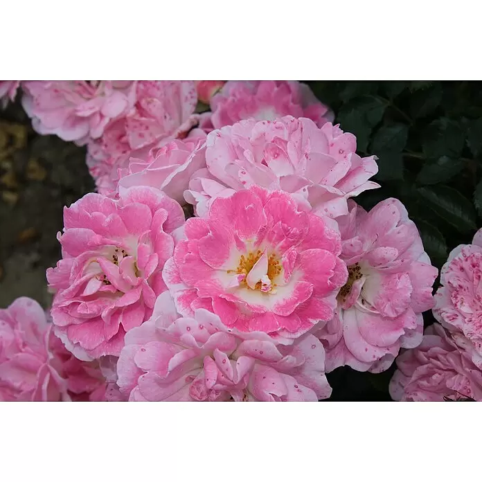 Minirose - Rosa 'Flirt 2011' ® ADR, Hellrosa - Gruppe leuchtend pinker Rosen mit helleren Mitten und gesprenkelten Blütenblättern, die natürliche Schönheit zeigen.