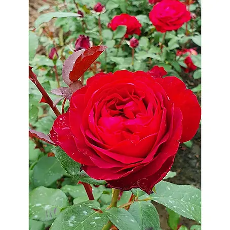 Edelrose 'Tiamo'