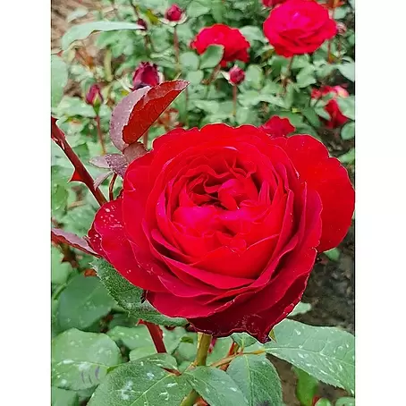 Edelrose 'Tiamo'