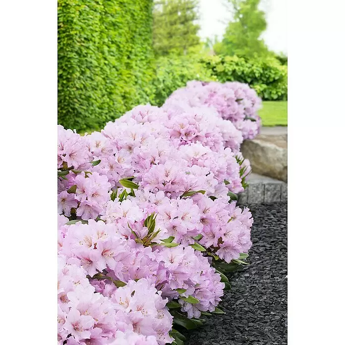 Piardino Rhododendron - Rhododendron 'INKARHO® Rosa', Topfgröße: 23 cm - Stimmungsaufnahme