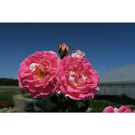 Minirose