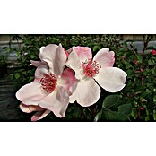 Bodendeckerrose (Rosa 'Sweet Pretty'  -R-, Topfvolumen: 4,5 l, Rosa/Weiß) | BAUHAUS