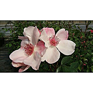 Bodendeckerrose (Rosa 'Sweet Pretty'  -R-, Topfvolumen: 4,5 l, Rosa/Weiß)