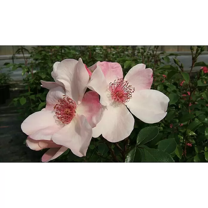 Bodendeckerrose - Rosa 'Sweet Pretty' -R-, Topfvolumen: 4,5 l, Rosa/Weiß - Zwei hellrosa Rosen mit auffälligen rosa und braunen Staubgefäßen.