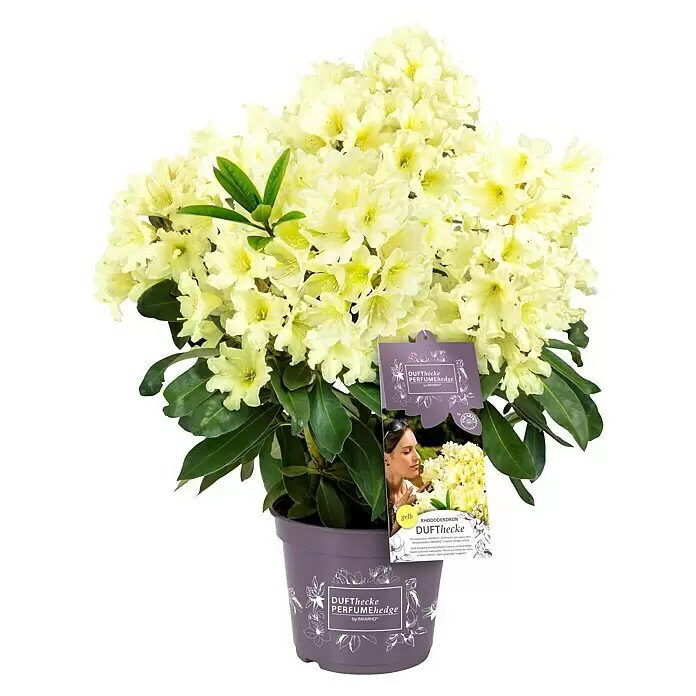 Piardino Rhododendron - Rhododendron 'INKARHO® Gelb', Topfgröße: 23 cm, Blütenfarbe: Gelb - Eine Topf-Rhododendronpflanze mit vielen hellgelben Blüten, grünen Blättern und einem lila Topf mit „PERFUMEhedge“-Etikett.