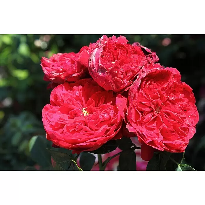 Kletterrose - Rosa 'Florentina' -R- ADR, Rot - Nahaufnahme eines Bouquets leuchtend roter Rosen mit sichtbaren gelben Zentren und detaillierten Blütenblättern.