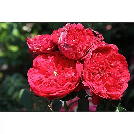 Kletterrose
