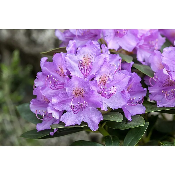 Piardino Rhododendron - Rhododendron 'INKARHO® Lila', Topfgröße: 23 cm - Nahaufnahme einer Gruppe violetter Rhododendronblüten mit dunklem Laub. Die Blütenblätter sind leicht zerknittert und haben dunkle Staubgefäße.