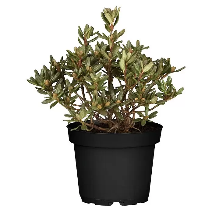 Piardino Rhododendron - Rhododendron 'INKARHO® Gelb', Topfgröße: 23 cm, Blütenfarbe: Gelb - Eine buschige Grünpflanze in einem schlichten schwarzen Topf.