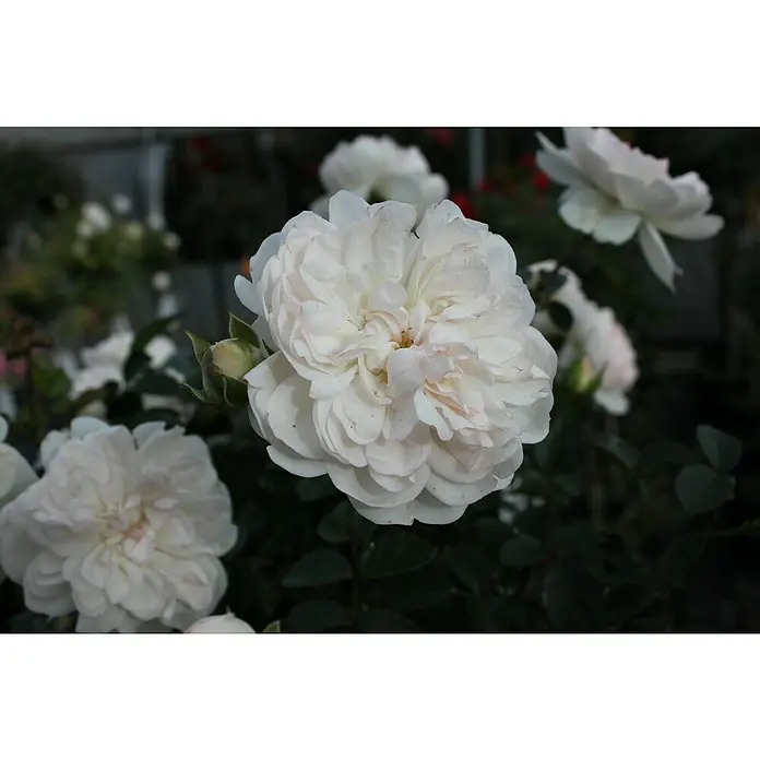 Bodendeckerrose - Rosa 'Swany' -R-, Topfvolumen: 4,5 l, Weiß - Eine Nahaufnahme einer wunderschönen weißen Rose mit vielen Blütenblättern, die ein romantisches und elegantes Gefühl vermittelt.