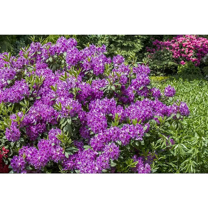 Piardino Rhododendron - Rhododendron 'INKARHO® Lila', Topfgröße: 23 cm - Eine Nahaufnahme von üppigen, violetten Rhododendren in voller Blüte, die eine lebendige und farbenfrohe Gartenszene zeigt.
