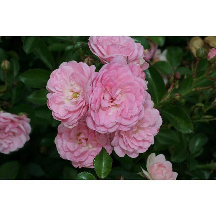 Bodendeckerrose (Rosa 'The Fairy', Topfvolumen: 4,5 l, Rosa) | BAUHAUS