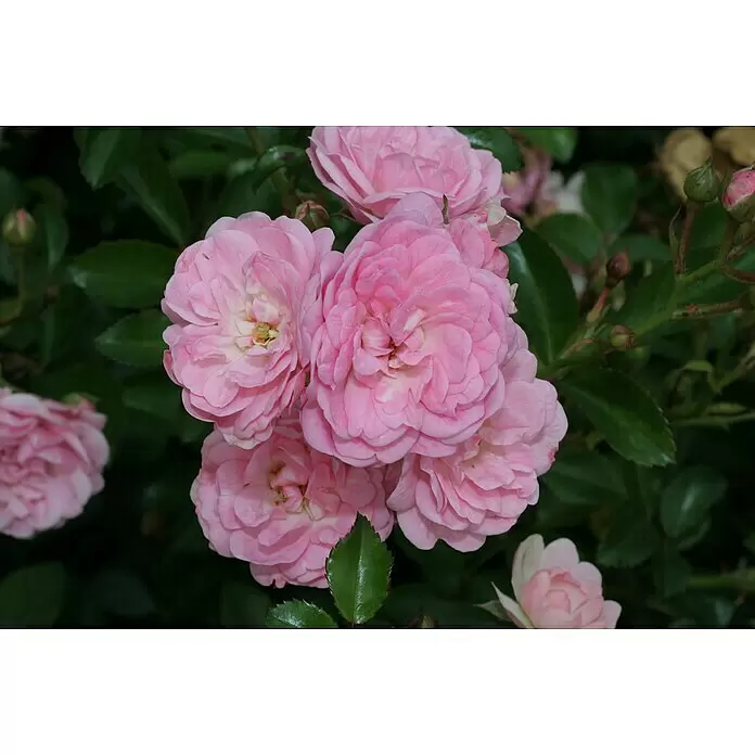 Bodendeckerrose - Rosa 'The Fairy', Topfvolumen: 4,5 l, Rosa - Ein Büschel leuchtend rosa Rosen mit mehreren Schichten Blütenblättern.