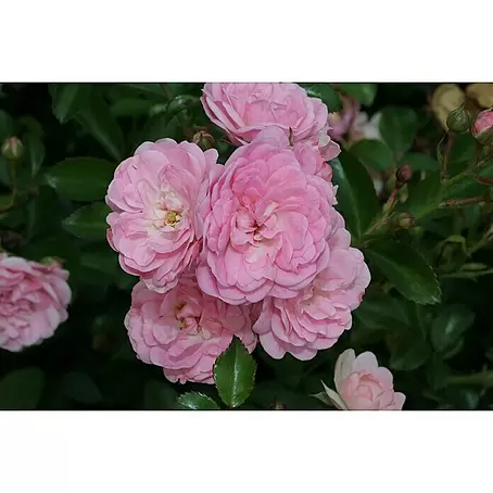 Bodendeckerrose