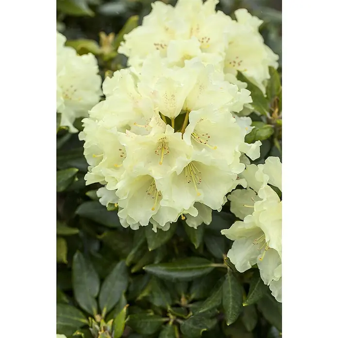 Piardino Rhododendron - Rhododendron 'INKARHO® Gelb', Topfgröße: 23 cm, Blütenfarbe: Gelb - Nahaufnahme einer leuchtend gelben Rhododendronblüte, die mit ihren zarten Blütenblättern und filigranen Staubgefäßen bezaubert.