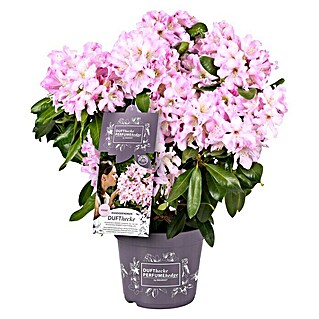 Piardino Rhododendron (Rhododendron 'INKARHO® Rosa', Topfgröße: 23 cm)