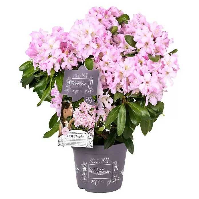 Piardino Rhododendron - Rhododendron 'INKARHO® Rosa', Topfgröße: 23 cm - Vorderansicht