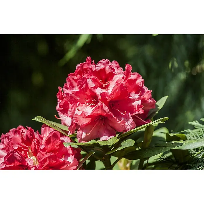 Piardino Rhododendron - Rhododendron 'INKARHO® Rot', Topfgröße: 23 cm, Rot - Üppige rote Rhododendronblüten im Sonnenlicht, die ihre Schönheit und Farbe inmitten grüner Blätter zeigen.