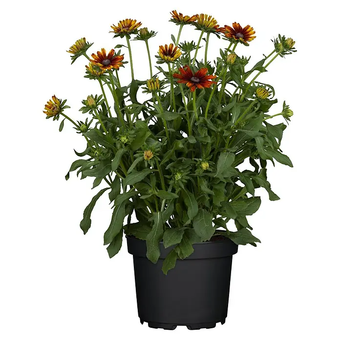 Piardino Sonnenhut - Rudbeckia hirta 'Sunbeckia', Gelb, Gelb/Rot oder Rot, Topfgröße: 21 cm - Eine Rudbeckia Hirta in einem schwarzen Topf, mit roten und gelben Blüten, die eine lebendige und warme Atmosphäre verbreiten.