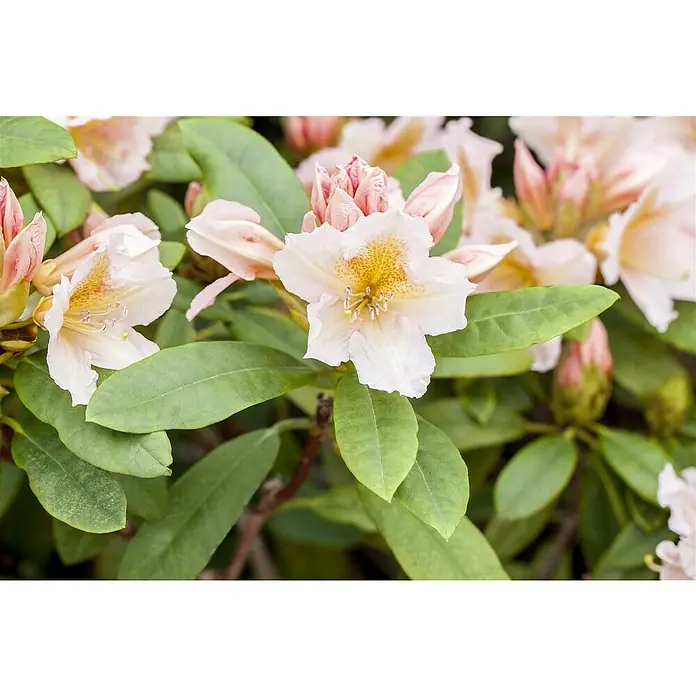 Piardino Rhododendron - Rhododendron 'INKARHO® Weiß', Topfgröße: 23 cm - Nahaufnahme von zarten Rhododendronblüten mit cremefarbenen Blütenblättern und gelben Akzenten, umgeben von sattgrünem Laub.
