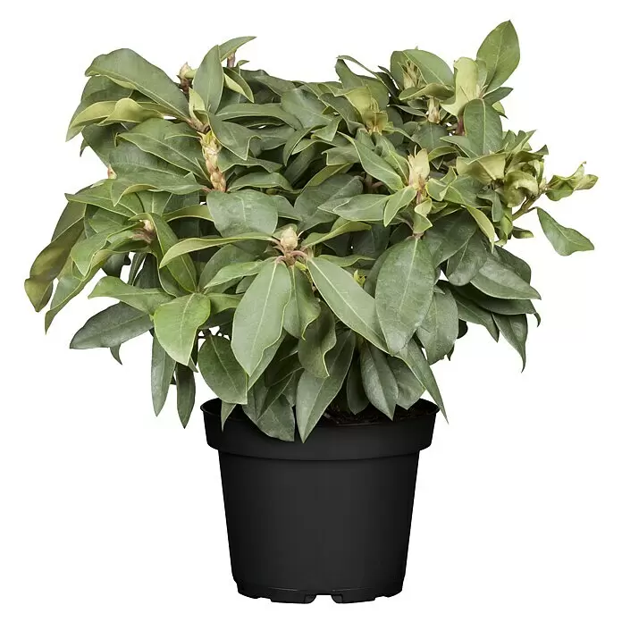 Piardino Rhododendron - Rhododendron 'INKARHO® Weiß', Topfgröße: 23 cm - Vorderansicht
