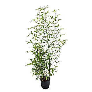 Piardino Goldrohrbambus (Phyllostachys aurea)
