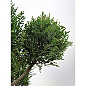 Piardino Leyland-Zypresse Pompon (Cupressocyparis leylandii, Topfgröße: 33 cm) | BAUHAUS